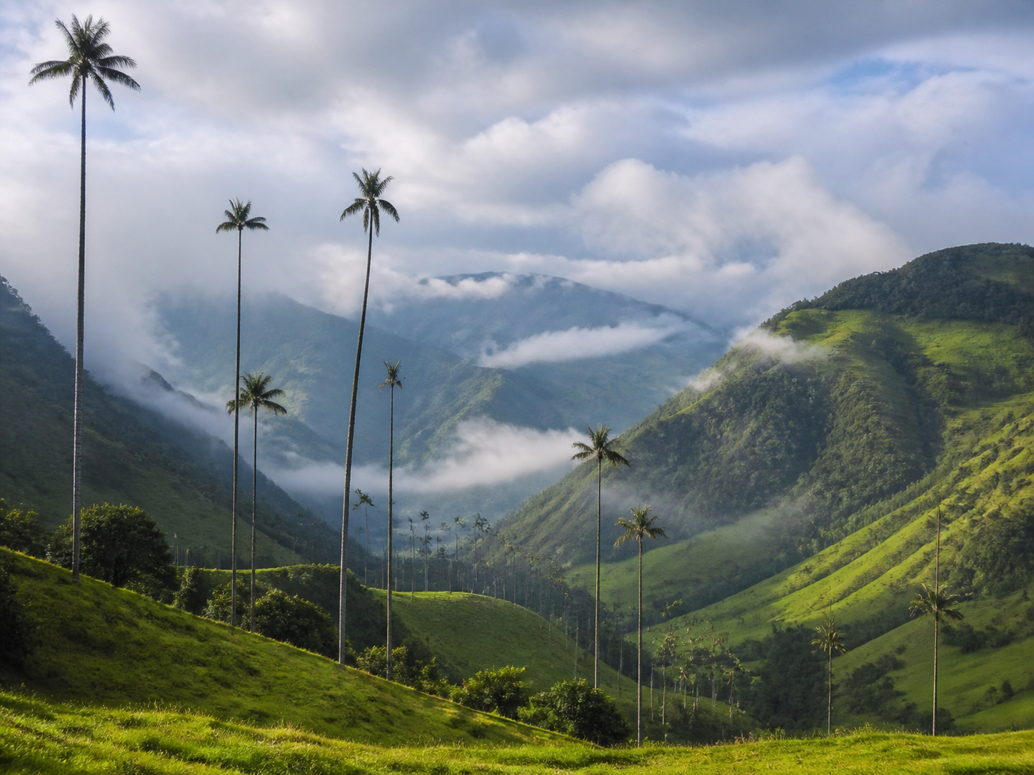Vallée de Cocora Colombie, palmiers de cire et montagnes